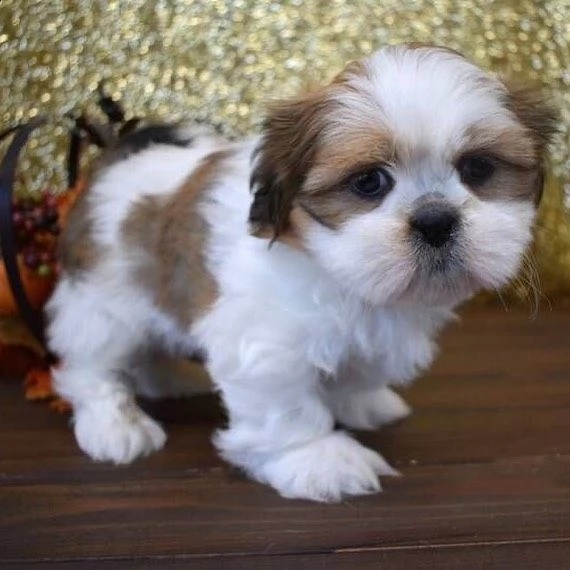 bellissimi cuccioli di shihtzu | Foto 1