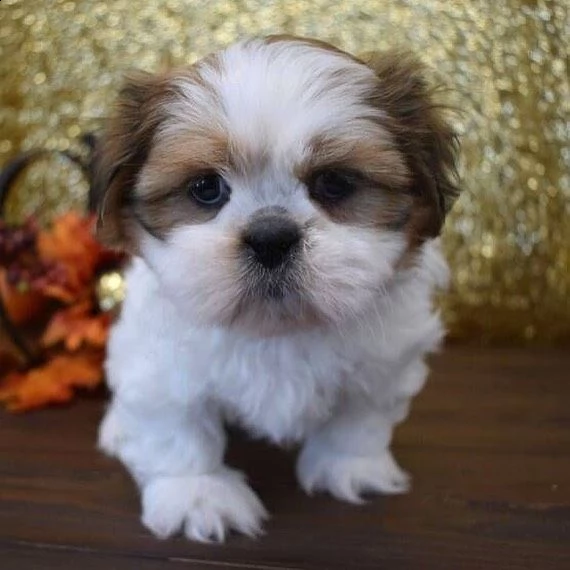 bellissimi cuccioli di shihtzu | Foto 0