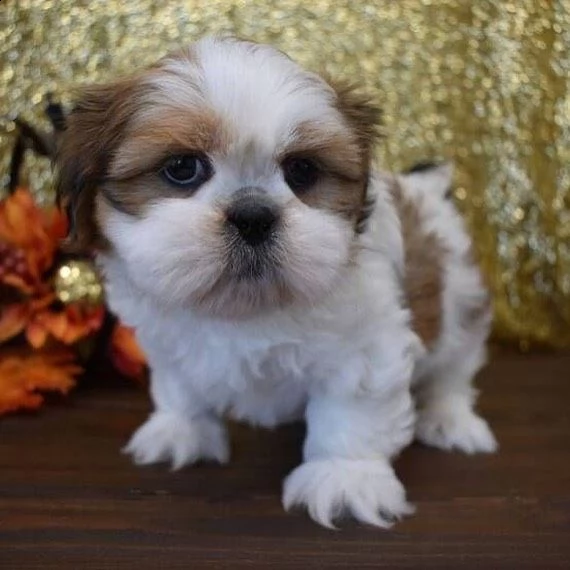 bellissimi cuccioli di shihtzu