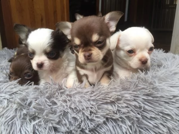 regalo cuccioli di chihuahua mini toy