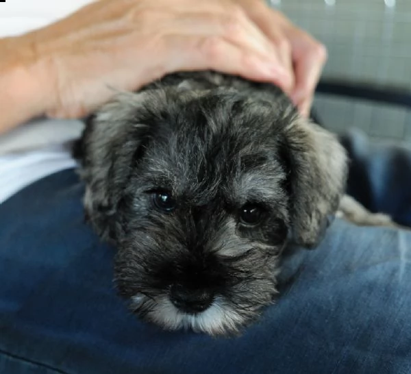 cuccioli schnauzer maschio e femmina | Foto 1