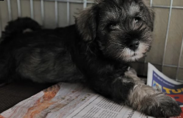 cuccioli schnauzer maschio e femmina | Foto 0