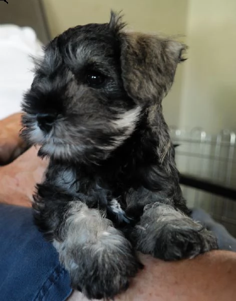 cuccioli schnauzer maschio e femmina