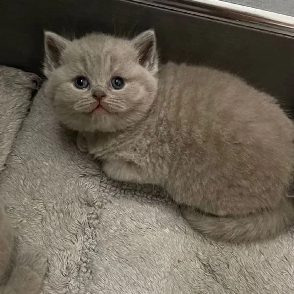 gattini sani disponibili | Foto 4