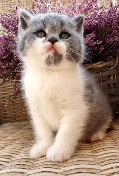 gattini sani disponibili