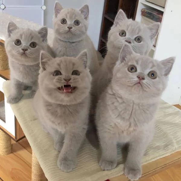 adorabili gattini british shorthair | Foto 1