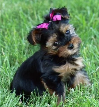adorabili cuccioli di yorkshire 