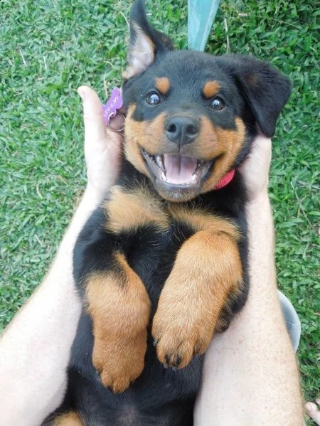   regalo rottweiler  | Foto 0
