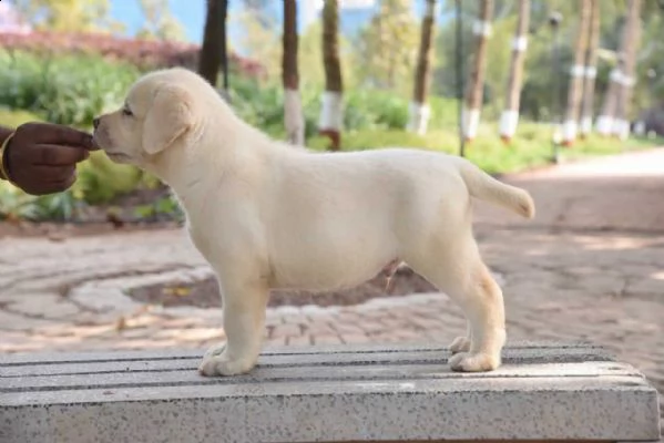labrador cresciuti in casa vari colori