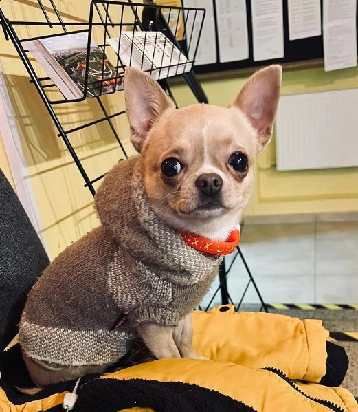 cuccioli fortunati in adozione