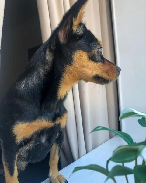 regalo cuccioli di pinscher bellissimi cuccioli disponibili, carattere adorabile ,sono docili ed aff