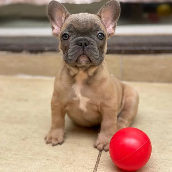 cuccioli di bulldog francese per l'adozione bellissimi cuccioli disponibili, carattere adorabile , s