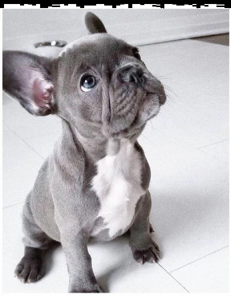cuccioli di bulldog francese