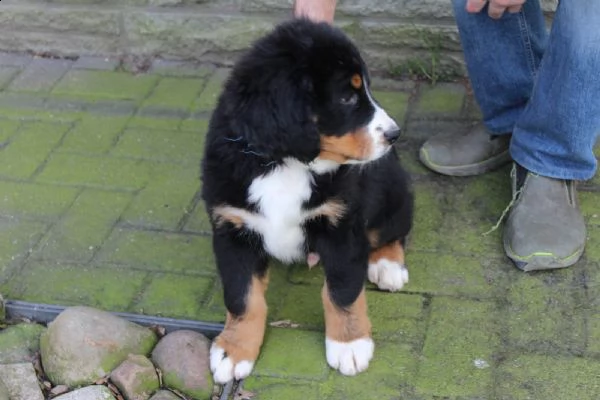 fantastici bovaro del bernese cuccioli  | Foto 2