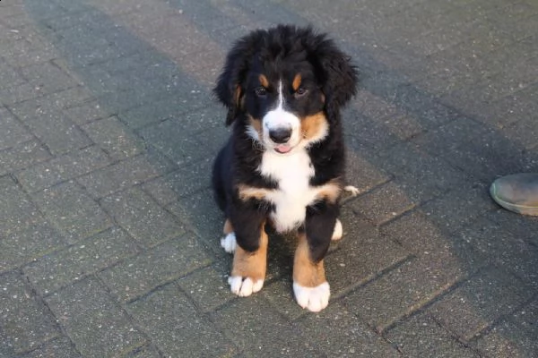 fantastici bovaro del bernese cuccioli  | Foto 1