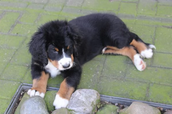 fantastici bovaro del bernese cuccioli  | Foto 0