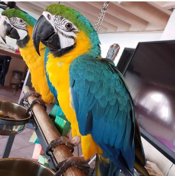 maschio e femmina pappagallo ara blu e oro in adozione