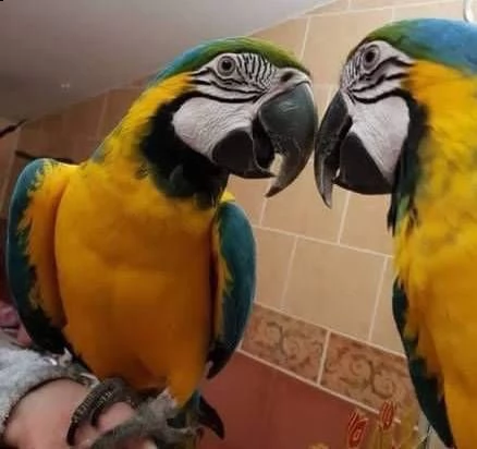 pappagalli ara blu e oro molto giocosi