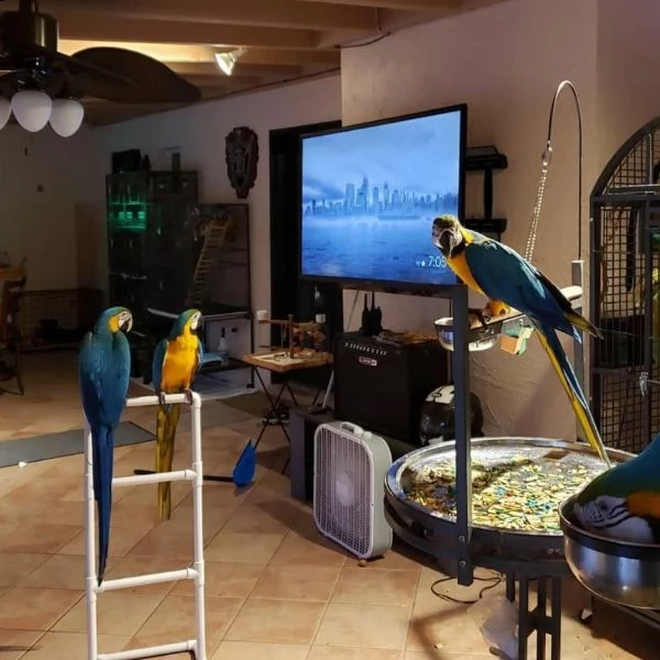 pappagalli ara blu e oro