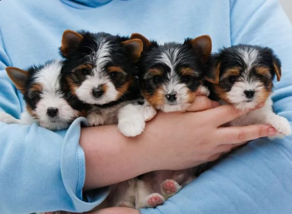 cuccioli di yorkshire terrier maschi e femmine disponibili ora.