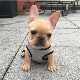 cuccioli di bulldog francese maschi e femmine disponibili ora per una buona casa.