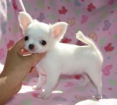 regalo cuccioli di chihuahua | Foto 0