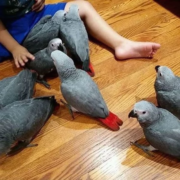 pappagalli grigi africani | Foto 6