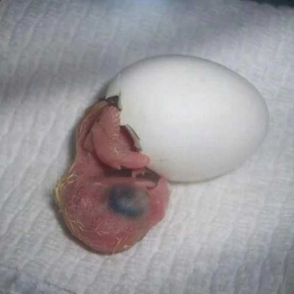 pappagalli grigi africani | Foto 2