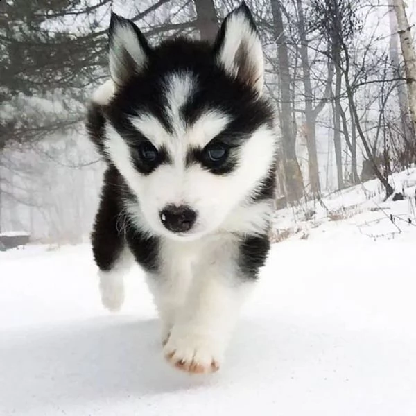 regalo cuccioli di razza siberiano husky consegna con il libretto sanitario,  il michrochip, vaccina
