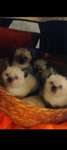 Cucciole siamesi | Foto 2