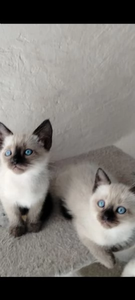 Cucciole siamesi | Foto 1