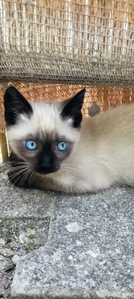 Cucciole siamesi | Foto 0