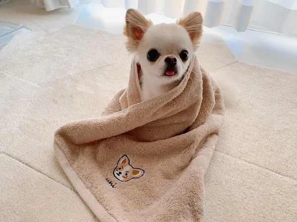 meraviglioso regalo di chihuahua  cuccioli di chihuahua di ottima genealogia, già vaccinati, svermin