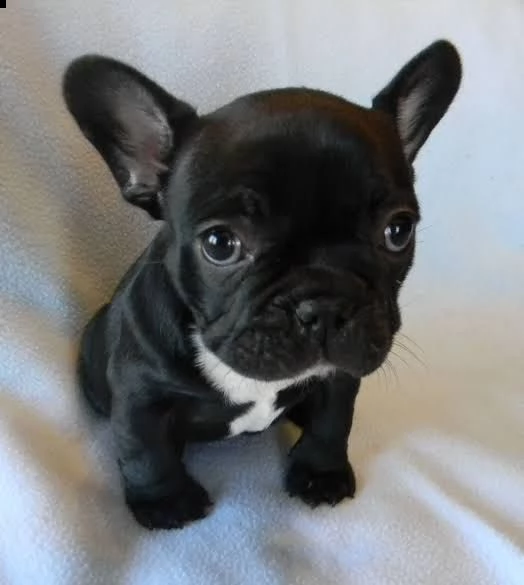  regalo bouledogue francese | Foto 0