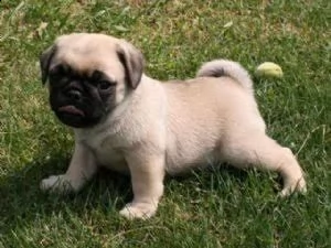 disponibili  regalo carlino | Foto 0