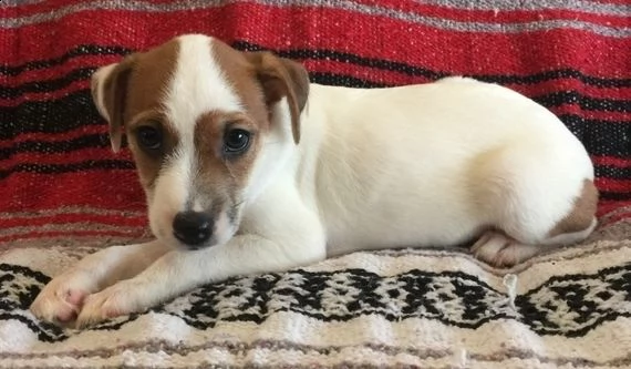  regalo jack russell | Foto 0