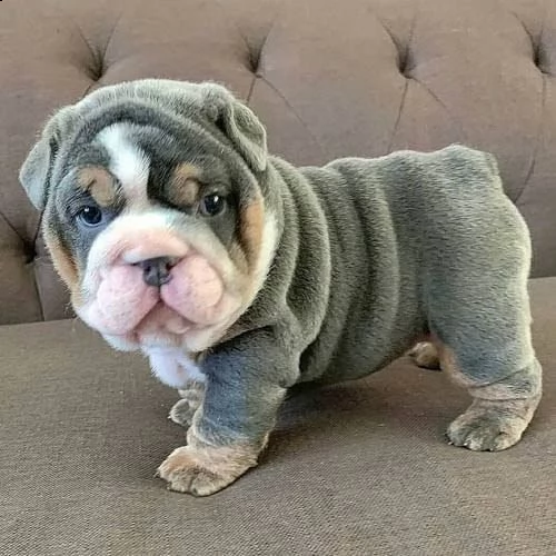  regalo   bulldog inglese