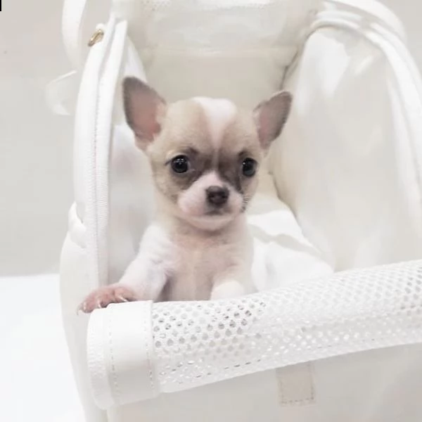    regalo cuccioli di chihuahua | Foto 0