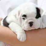 #regalo   bulldog inglese