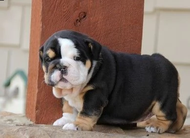 #regalo   bulldog inglese | Foto 0