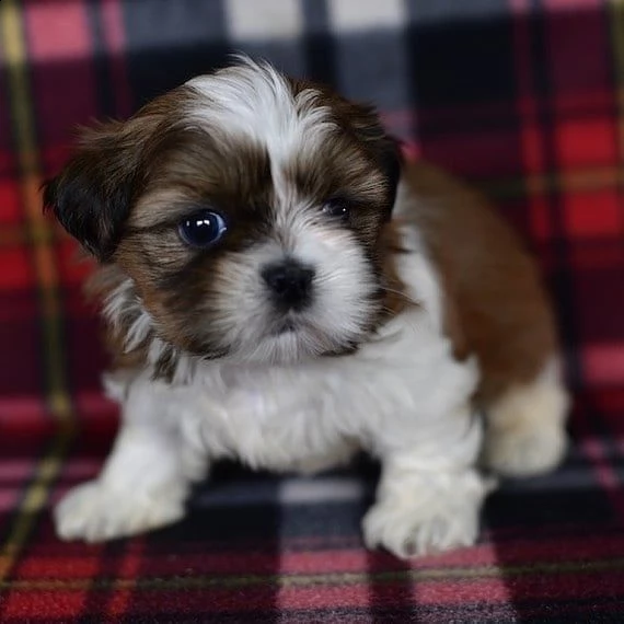    regalo shih-tzu  toy