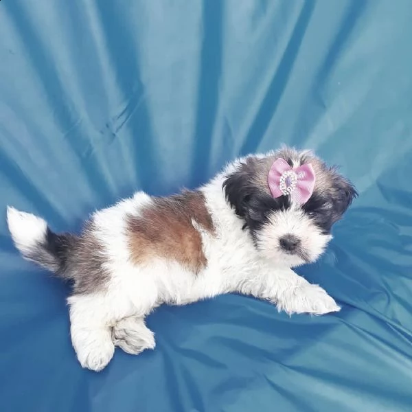    regalo shih-tzu  toy | Foto 0