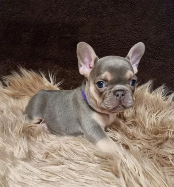 bouledogue francese cuccioli disponibili