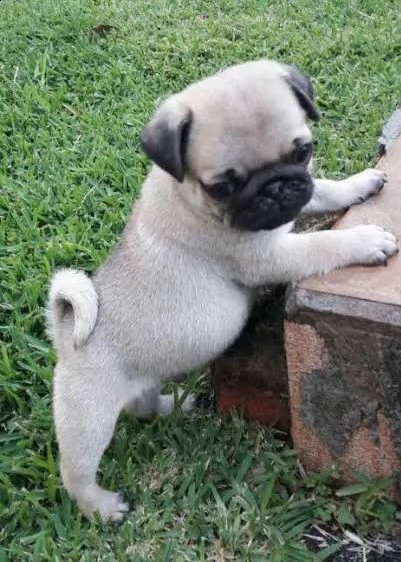  regalo carlino | Foto 0