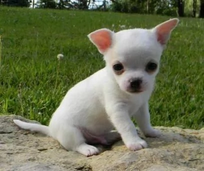 regalo cuccioli di chihuahua