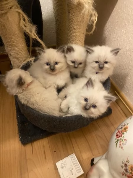 meravigiosi cuccioli di ragdoll | Foto 0