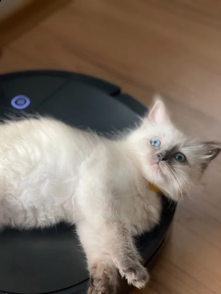 meravigiosi cuccioli di ragdoll