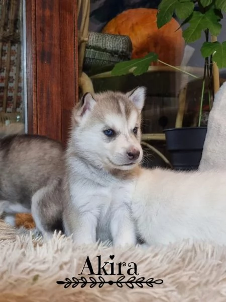 vendo splendidi cuccioli di husky