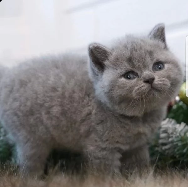 gattini british shorthair sani | Foto 6