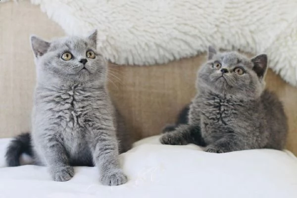 gattini british shorthair sani | Foto 3